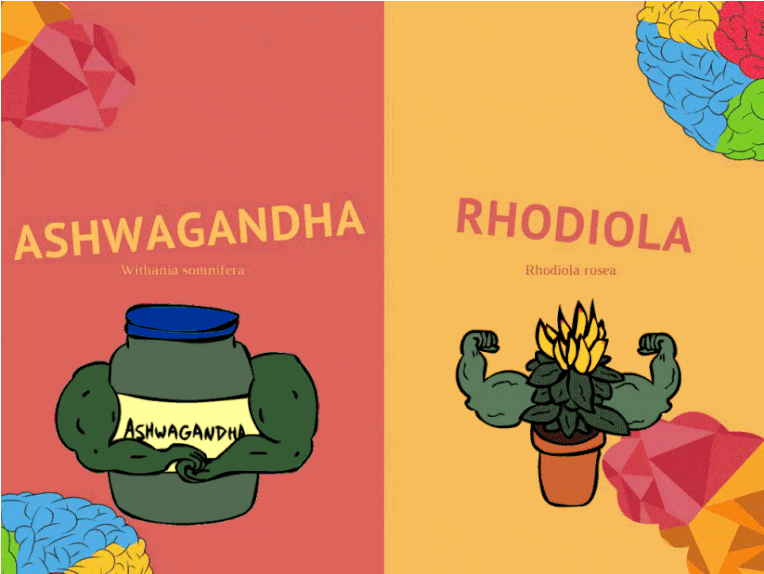 Ashwagandha VS Rhodiola