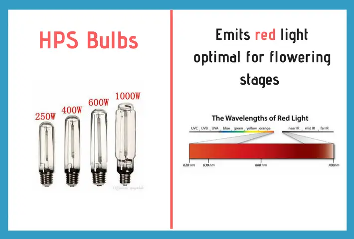 hps bulbs emit red light for flowering