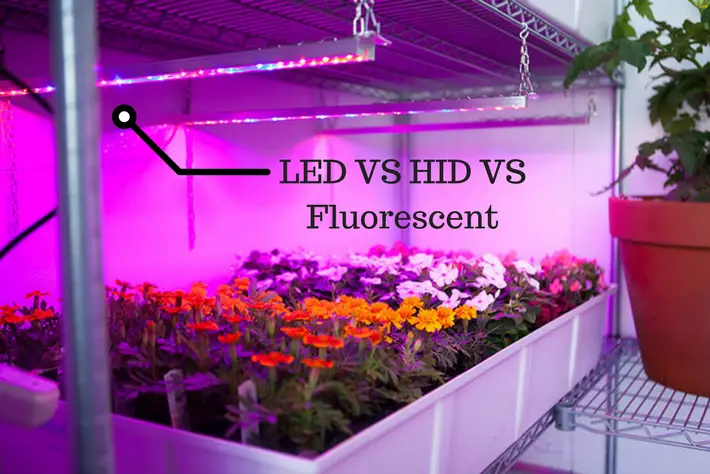 header LED VS HID VS Fluorescent Grow Lights Image