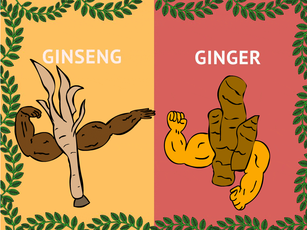 Ginseng Vs Ginger Illustration