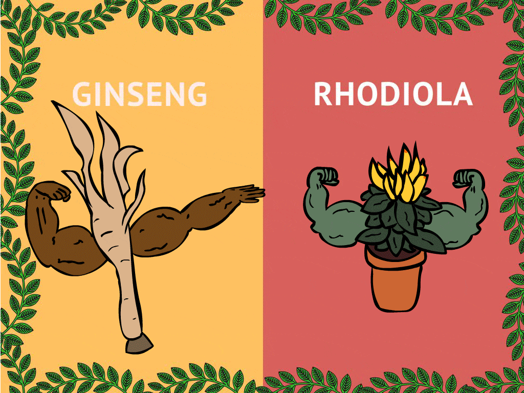 ginseng vs ginger illustration