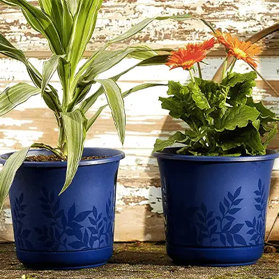 Bloem freesia large pot fo indoor plants