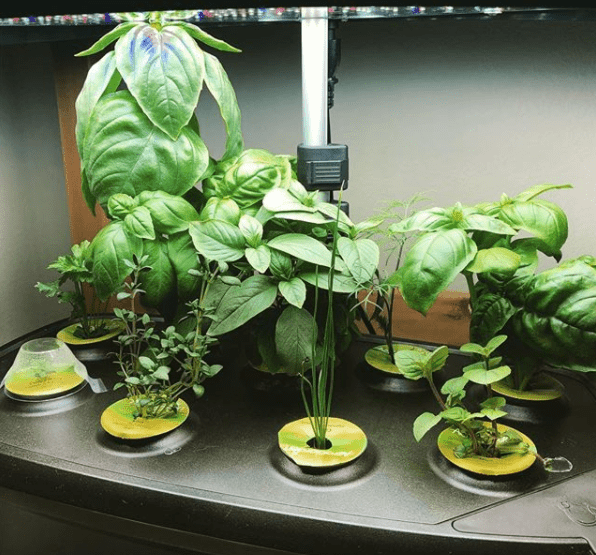 herbs in an aerogarden growing