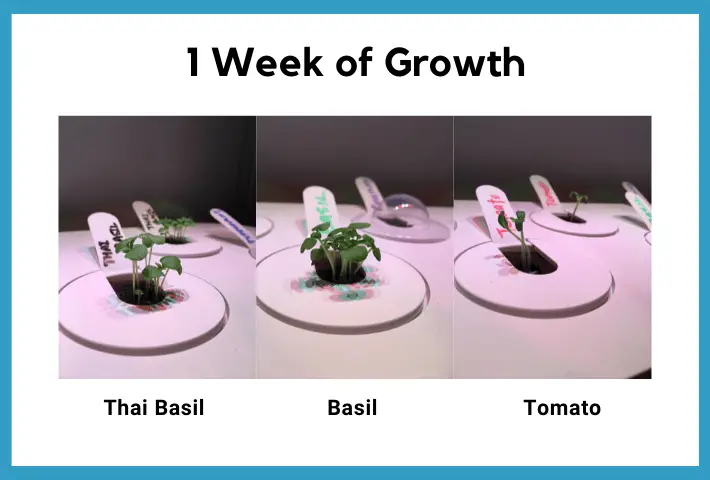 basil growing in smart garden 9 
