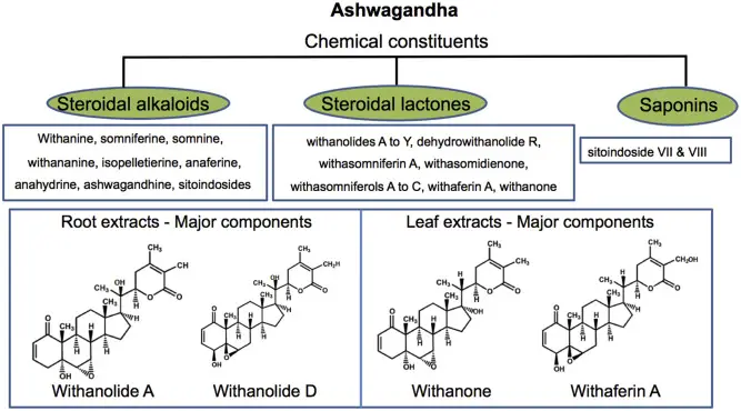 Ashwagandha Chemical constituents
