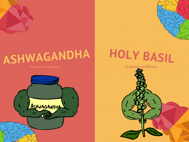 Ashwagandha VS Holy Basil