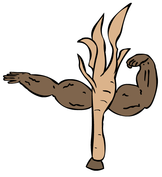 Ginseng Root illustration
