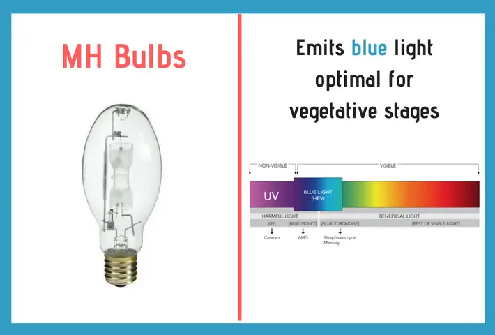 mh bulbs emit blue for vegetative stages