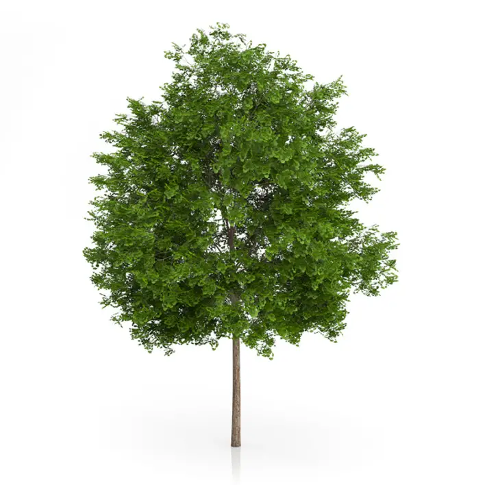 image of a ginkgo biloba tree