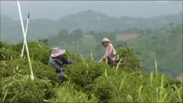 farmers picking fresh tea leaves