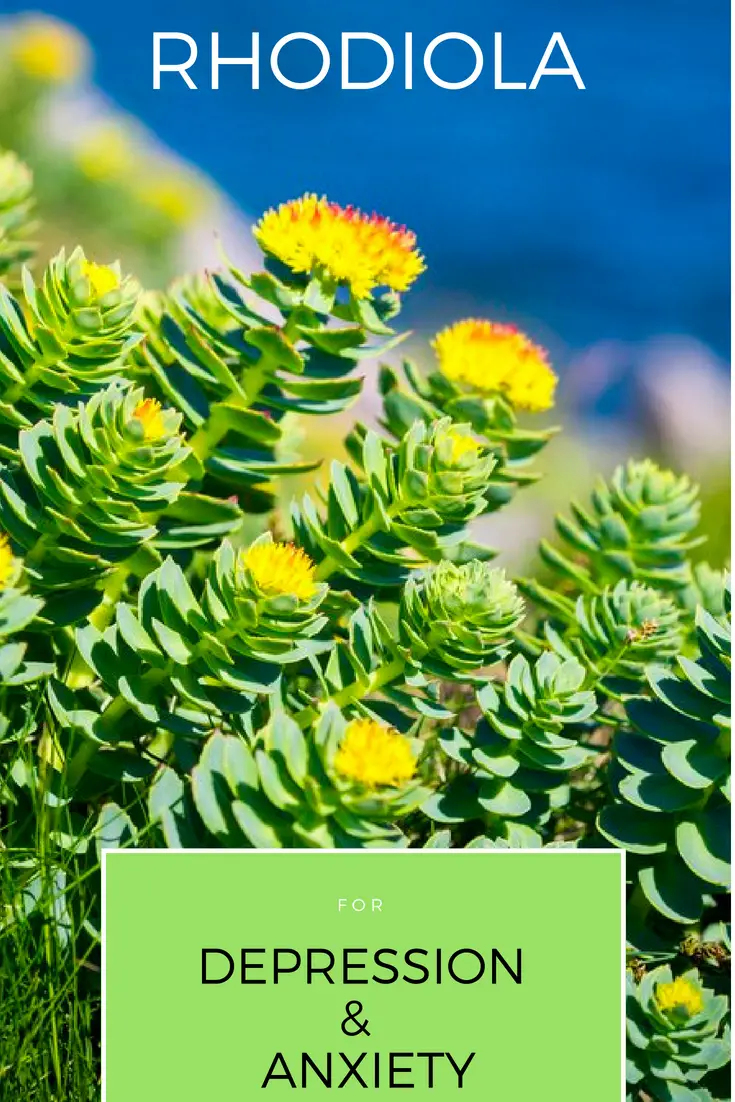 rhodiola for anxiety and depression header