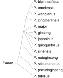 panax genus chart