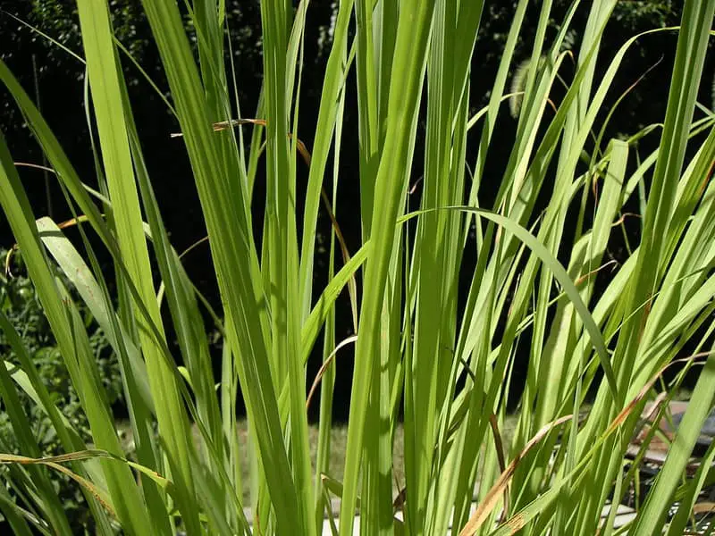 lemongrass growing