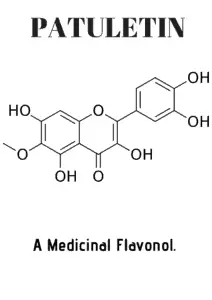 Patuletin chemical compound in Chamomile