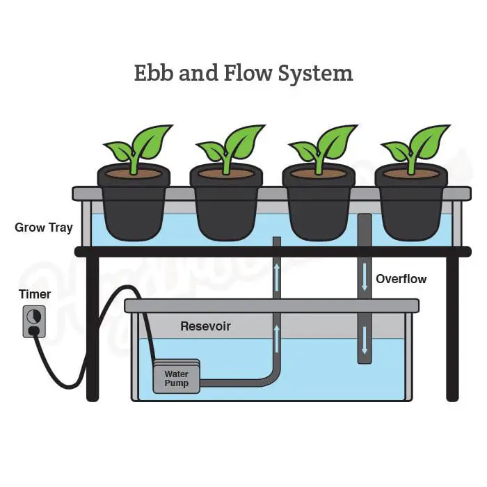 ebb & flow hydroponic technique system