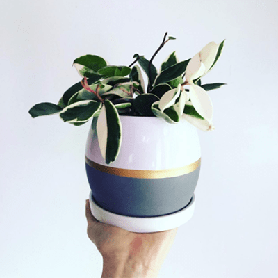 poety ceramic pot for indoor plants