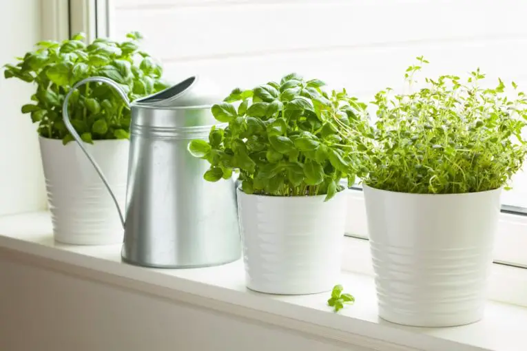 The 8 Best Indoor Herb Garden Kits of 2021: A Detailed Look – Herb Examiner