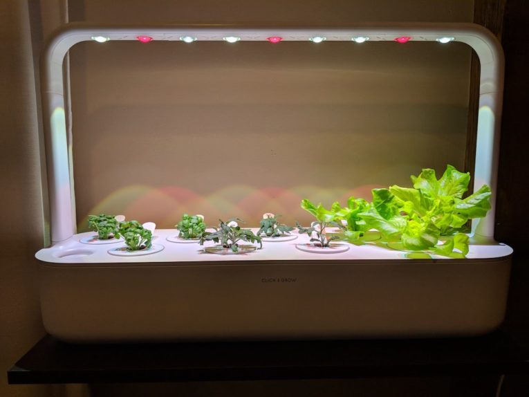 hydroponic herb kit