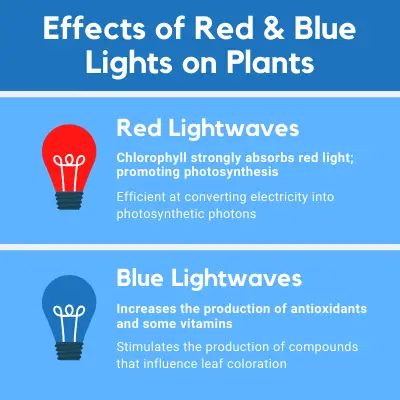 red and blue grow lights chart